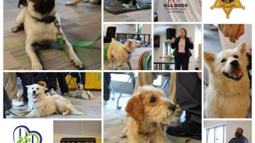 Collage of Dogs