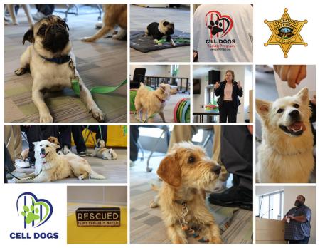 Collage of Dogs